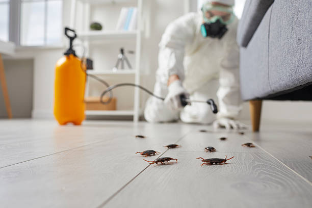 Trusted Rodent Control service in Potomac Mills, VA - Nex Pest Control